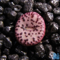 Conophytum longibracteatum