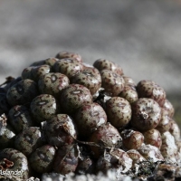  Conophytum minusculum