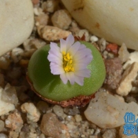 Conophytum cylindratum