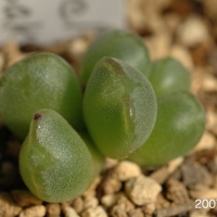 ɫ׶ Conophytum jarmilae