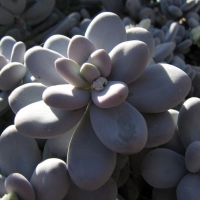  Pachyphytum oviferum