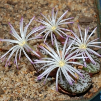 Conophytum impressum