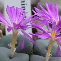 Ⱥ Conophytum minutum