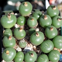 Conophytum meleagris