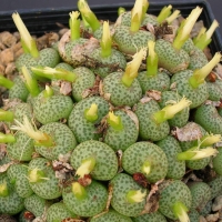 Conophytum muirii