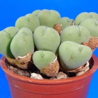 Conophytum globuliforme