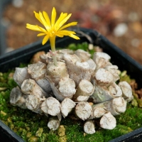  Conophytum irmae