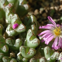 Conophytum eenkokerense