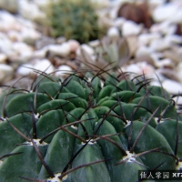 Echinopsis boyuibensis