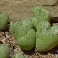 Conophytum cuneatum