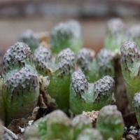 Conophytum luckhoffii