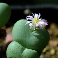 Conophytum craterulum