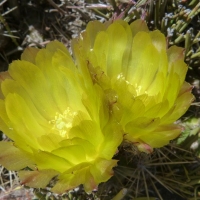 צ Austrocactus coxii