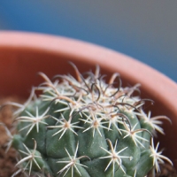 ʥ Coryphantha difficilis