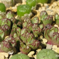 Conophytum edwardsiae