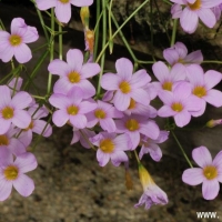  Oxalis caprina