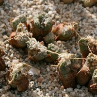 ˾ Conophytum khamiesbergense