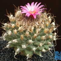 姣丽球属turbinicarpus Powered By Discuz