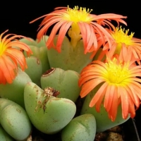 Conophytum teguliflorum