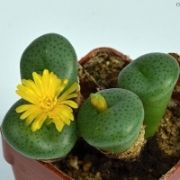 Conophytum ornatum