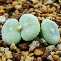 ëС׶ Conophytum ernstii