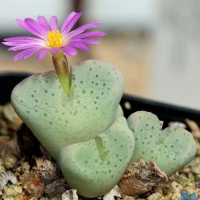 Conophytum lavranosii