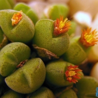 Conophytum parvimarinum