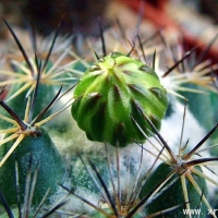  Coryphantha borwigii