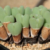 Conophytum graciliramosum