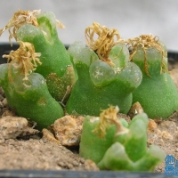 Ƿ Conophytum devium