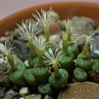 Conophytum dispar