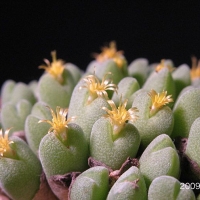 Conophytum hirtum