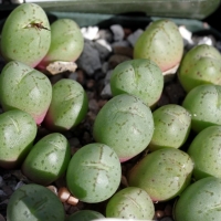  Conophytum piluliforme