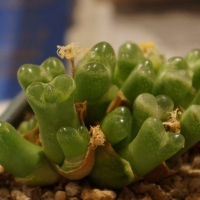  Conophytum limpidum