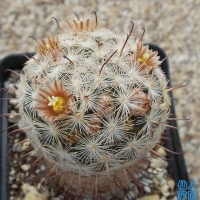 ԰ Mammillaria stella-de-tacubaya