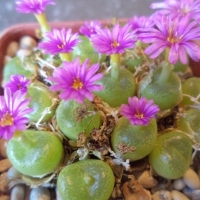 Conophytum pillansii