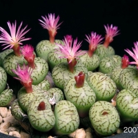 Conophytum decoratum