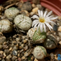 Conophytum kubusanum