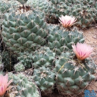 ʨ  Coryphantha pycnacantha