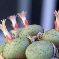 Conophytum joubertii