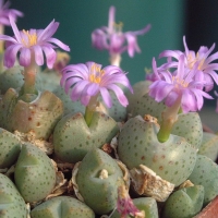 Conophytum ernianum