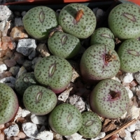 Conophytum permaculatum