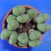 Conophytum leopardinum