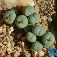 Conophytum subtile