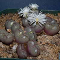 Conophytum fossulatum