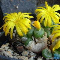 С׶ Conophytum obscurum