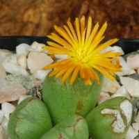 Conophytum marnierianum