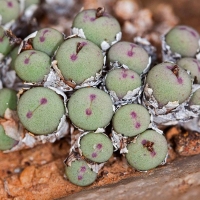 Conophytum udabihense