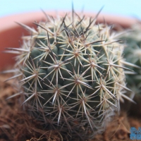  Coryphantha neglecta