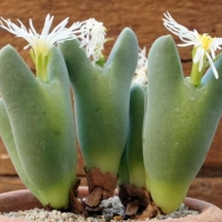 Conophytum divaricatum